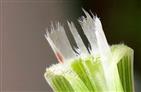  Ligule